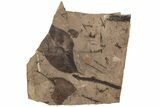 Fossil Leaf (Decodon?, Cunninghamia) Plate - BC #221162-1